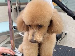 -暖阳宠物医院·犬猫康复中心·骨科
