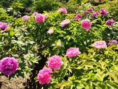 -莲花池公园