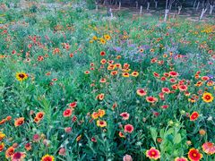 -永定河休闲森林公园