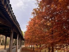 -上海海湾国家森林公园