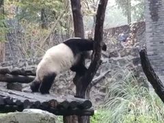 -都江堰中华大熊猫苑