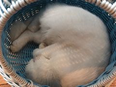 -吉丁鸟咖·异宠·寄养