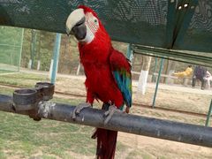 -西霞口神雕山野生动物世界