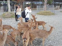 -鹿境梅花鹿生态园区
