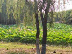 -东郊湿地公园