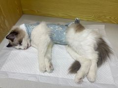 -中农大我爱我爱动物医院·核磁CT·猫病·24小时夜诊中心(石佛营店)
