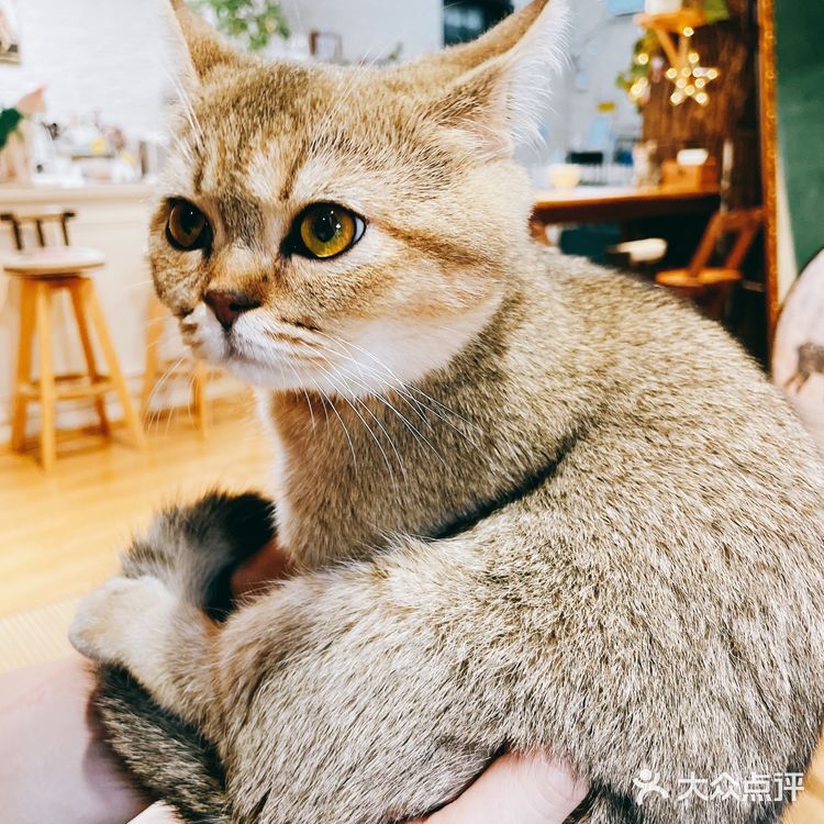 上海探店｜可以撸缅因猫的网红猫咖☕️