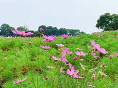-西京湾花海