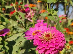 -花开海上生态园