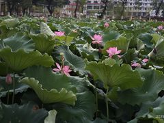 -长洲岛