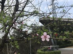 -金鸡山公园