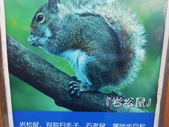 -欢乐松鼠谷