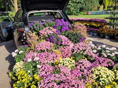 -上海共青森林公园