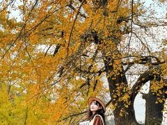 -千年银杏谷文化旅游区
