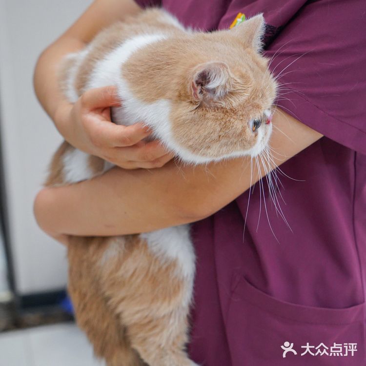 宇宙萌宠“甜茶🐱”日记|办个VIP做宠物届顶流🚀