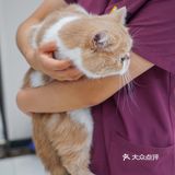 宇宙萌宠“甜茶🐱”日记｜办个VIP做宠物届顶流🚀