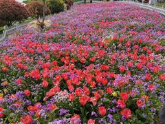 -荷兰花海