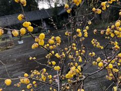 -三圣花乡旅游区