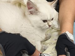 -德元·美联众合24小时动物医院(总院)