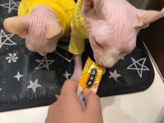 -飞行喵MR PILOT|猫舍·猫咖(静安大融城店)