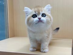 -老吴的猫·猫舍(新区店)