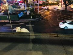 -朱氏胖子烂火锅(洪崖洞店)