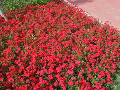 -重庆园博园