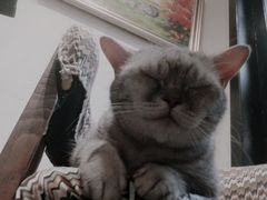 -猫色咖啡·猫咖
