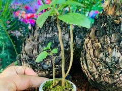 -花鸟鱼虫鲜花绿植市场(玉泉路店)