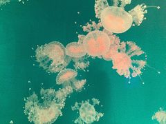 -福州罗源湾海洋世界旅游区