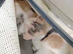 -艾吉宠物医院·疑难杂症转诊中心·猫友好(碧江路院)