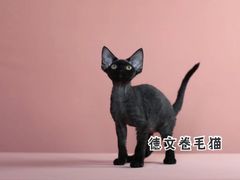 -猫十亿·布偶金渐层·曼基康矮脚猫舍(青年路店)