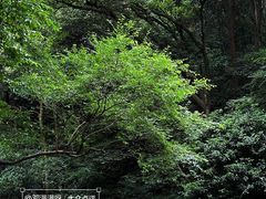 -虎跑公园