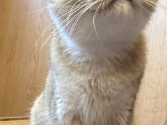 -MOCHA明星猫咖(田子坊店)