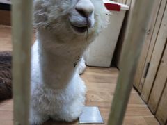 -猫色咖啡·猫咖