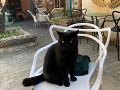 -喵屿·大理花园猫咖