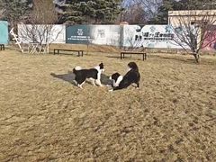 -趣玩宠物乐园寄养训犬训狗游泳池