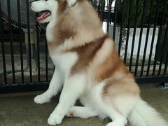 -TrueLove @ Neverland (Husky Cafe)