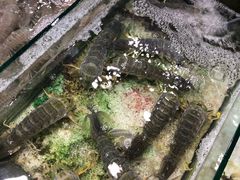 -拉威海鲜市场