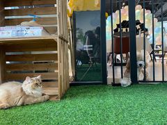 -百好乐宠物友好餐厅(朝外大街店)