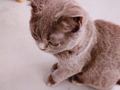 -猫友咖啡店(玉林西路店)
