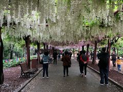 -嘉定紫藤园