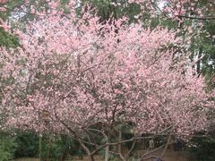 -武汉大学-樱园