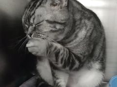 -纳吉亚猫专科动物医院·北北分院