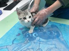 -欧奕国际动物医院