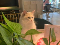 -喵喵咪呀布偶猫咖(春熙路店)