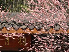 -杭州植物园