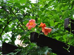 -陈家山荷花公园