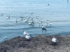 -青海湖国家重点风景名胜区