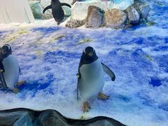 -芜湖新华联大白鲸海洋公园